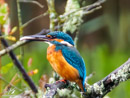 Kingfisher - Zimorodek